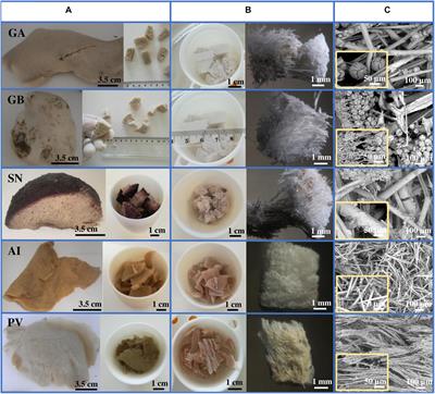 Bioactivity of Biosilica Obtained From North Atlantic Deep-Sea Sponges